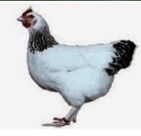 Huhn